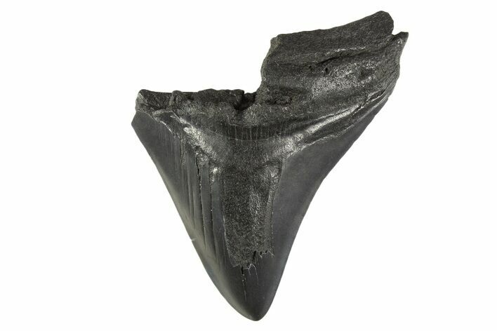 Partial Fossil Megalodon Tooth - South Carolina #332308